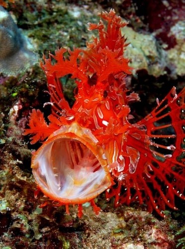 Photo:  Yawning Rhinopias at Loloata Island